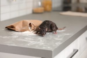 mice